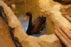 -酷嗒动物文化乐园(cutezoo西溪乐天城店)