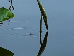 -野鸭湖国家湿地公园