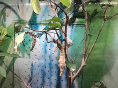 -上海大自然野生昆虫馆(东方明珠·爬宠昆虫探索中心)