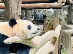 -都江堰中华大熊猫苑