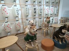 -柴迷FANS CLUB·柴犬狗咖·猫咖