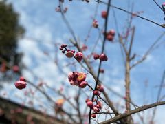 -苏州严家花园