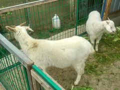 -明珠湖天鹅苑·农家菜馆