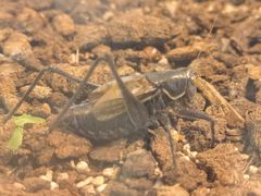 -上海昆虫博物馆