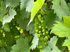 -阿木舂记·特色小吃(平江路店)