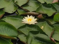 -洋湖国家湿地公园