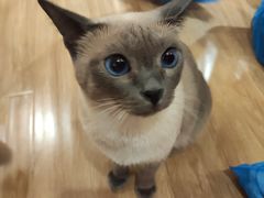 -滚猫咖啡·猫咖·猫友好撸猫(未来城店)