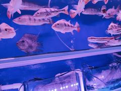 -花鸟鱼虫鲜花绿植市场(玉泉路店)