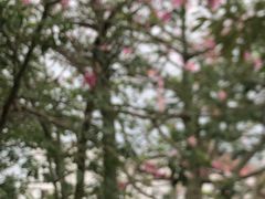 -梵天禅寺