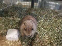 -藦茜花园宠物主题亲子互动体验馆(国顺东路店)