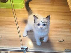 -猫十亿·布偶金渐层·曼基康矮脚猫舍(青年路店)