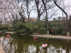 -桃花堤公园