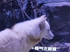 -上海海昌海洋公园