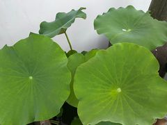 -几荷·恰似故人来(秀水广场店)