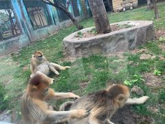 -西安秦岭野生动物园