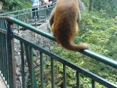 -黔灵山公园-南门售票处