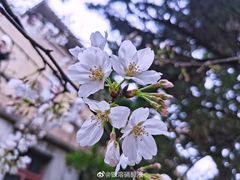 -武汉大学-樱园