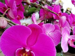 -三圣花乡旅游区