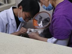 -艾贝尔宠物医院·狂犬免疫点(江山金象城店)