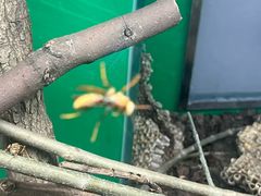 -上海大自然野生昆虫馆(东方明珠·爬宠昆虫探索中心)