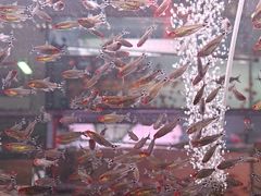 -中环花鸟鱼虫市场