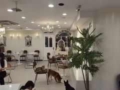 -共舞时光猫咖·狗咖(新街口店)