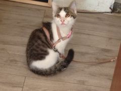 喵星人-海边的猫和咖啡馆