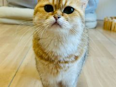 -唐小姐の私宠·宠物洗护美容·撸猫馆·购宠(周浦万达旗舰店)