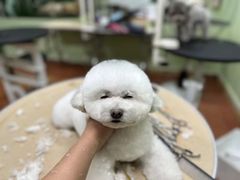 -鑫艺宠物美容培训学校