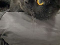 -瑞派长江宠物医院·猫科·外科·24小时夜护(谊城公寓分院)