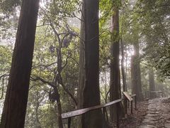 -天目山大树王景区