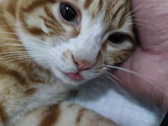 -灵美宠物诊所