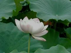 -陈家山荷花公园