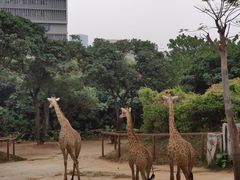 -深圳野生动物园