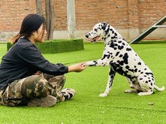 -北京京卫宠物寄养训练中心