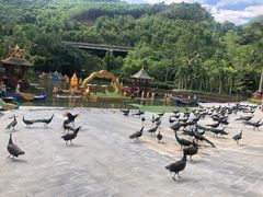 -西双版纳原始森林公园