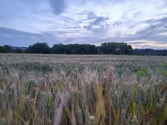 -汉长安城未央宫国家考古遗址公园