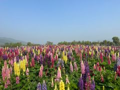 -径山花海
