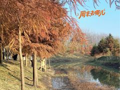 -合肥滨湖国家森林公园