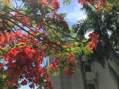 -东郊椰林