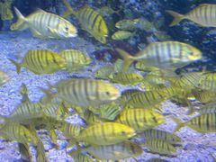 -太平洋海底世界