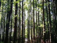 -山王坪喀斯特国家生态公园