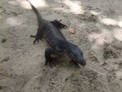 -珊瑚岛