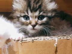 -Doors独立剧情密室(东门分店)