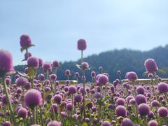 -径山花海
