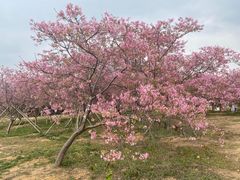 -天适樱花悠乐园