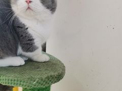 -猫在这儿猫咪咖啡馆·撸猫馆