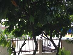 -Belice Chocolate Kingdom