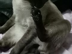-特一安24小时宠物医院·骨科·中兽医