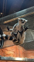 -Zoolung Zoolung动物主题公园(海信广场店)